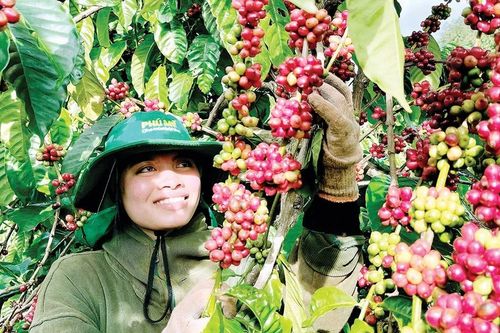Gia Lai tập trung xây dựng các trụ cột kinh tế chiến lược