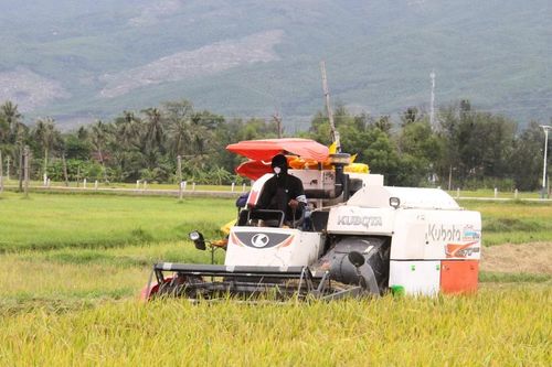 Nông dân các xã phía Đông tỉnh thu hoạch hơn 35.000 ha lúa Hè Thu