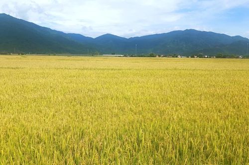 Xã Vạn Ninh hướng dẫn sản xuất vụ mùa năm 2025