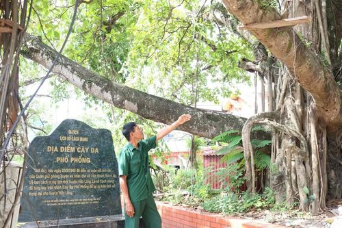 Về thăm di tích cây đa phố Phổng