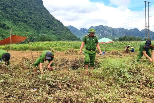 Công an xã Trường Sơn giúp dân thu hoạch lạc tránh lũ