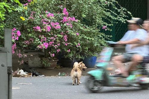 Nhức nhối vật nuôi thả rông