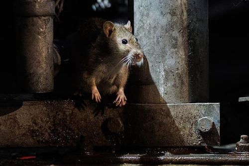 Chuột cắn bé sơ sinh ở bệnh viện 'thành phố sạch nhất Ấn Độ'