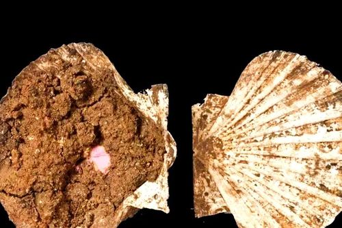 Sửng sốt hộp trang điểm La Mã cổ đại chế tác từ vỏ sò điệp
