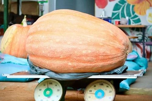 Những loại quả khổng lồ trồng tại Việt Nam gây xôn xao thị trường