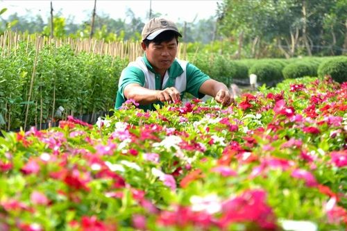 Đồng Tháp đón hơn 108.000 lượt khách trong kỳ nghỉ Lễ Quốc khánh 2/9