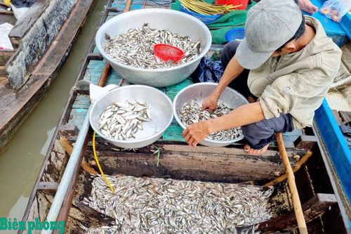 Mùa cá linh non nơi đầu nguồn biên giới miền Tây