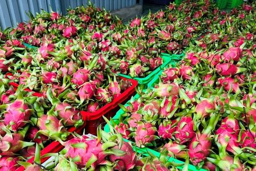 Đằng sau việc thanh long Việt Nam phụ thuộc một thị trường