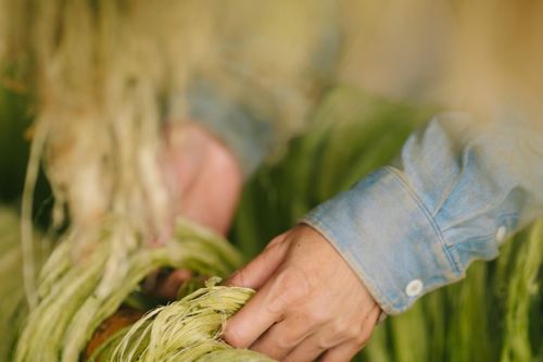 Giây phút chết lặng trên đồng dứa và quyết định khởi nghiệp của nữ giảng viên