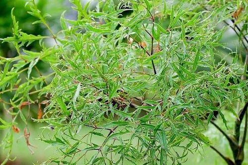 Uống nước đinh lăng nên dùng lá khô hay tươi?