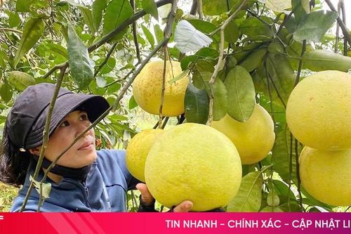 Tranh thủ nắng đẹp, nông dân rộn ràng thu hoạch bưởi Phúc Trạch