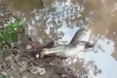 CLIP: Đi săn lươn điện, cá sấu nhận bài học nhớ đời