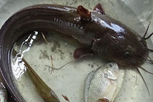 Loại cá dễ lầm cá trê, là đặc sản miền sông nước ăn cực ngon nhưng có độc ở 1 bộ phận