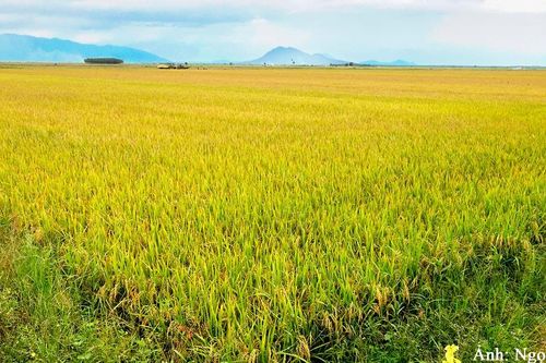'Điểm sáng' lúa nếp