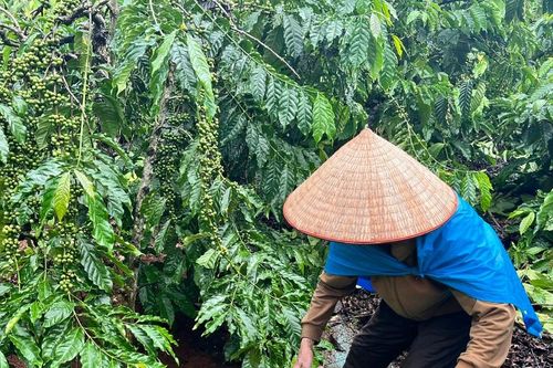 Cần giải pháp căn cơ xử lý dư lượng hóa chất trong nông sản