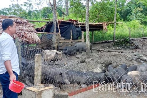 Đặc sản lợn đen ở Tân Pheo