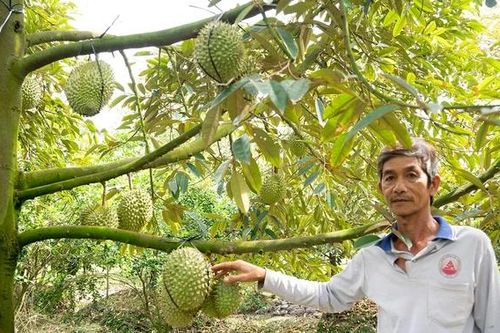 Vĩnh Hanh khởi sắc từ kinh tế nông nghiệp