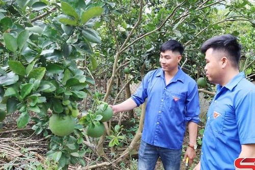 Tuổi trẻ Mường Bú vươn lên làm giàu