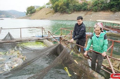 Tường Hạ đẩy mạnh chuyển đổi cơ cấu cây trồng, vật nuôi