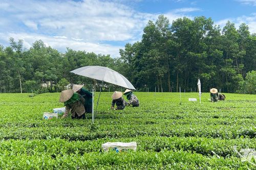 Tràng Xá nỗ lực cho những mục tiêu lớn