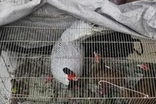 Vụ án gà lôi trắng: Ranh giới bảo tồn và phạm pháp