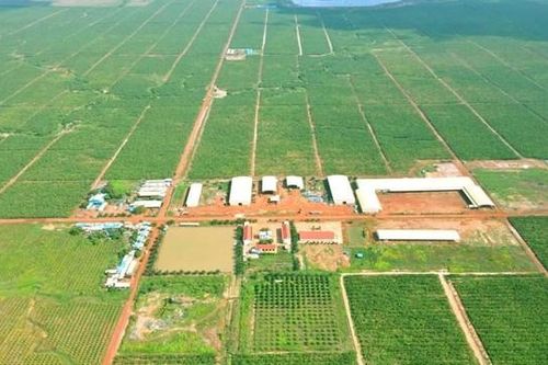 Lỗ sau soát xét của HAGL Agrico tăng thêm 61 tỷ, kiểm toán nghi ngờ khả năng hoạt động liên tục