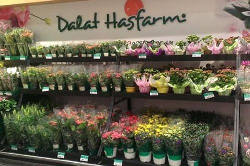 Chi khoảng 4.600 tỷ đồng mua lại doanh nghiệp tại Australia, Dalat Hasfarm trở thành công ty hoa tươi top đầu thế giới