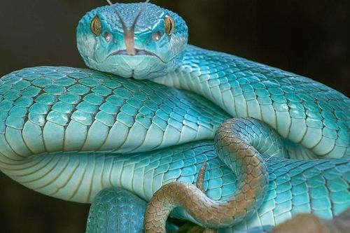 Tin vào mẹo dân gian nuốt mật rắn để khỏe, người đàn ông sốc nặng khi bác sĩ lôi ra ký sinh trùng dài tới 18 cm trong não