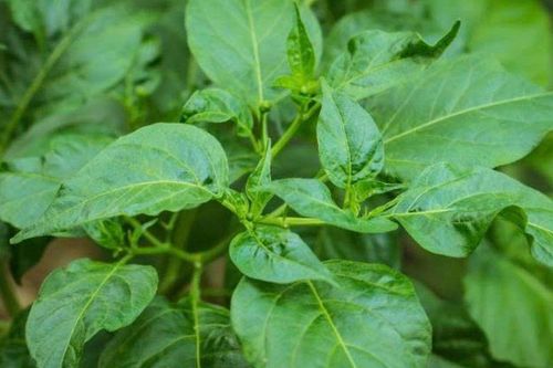 Loại lá được ví như 'ngân hàng canxi' giúp bổ mắt, dưỡng gan nhưng ít người biết