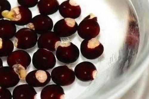 Cây nhãn trị những bệnh gì?