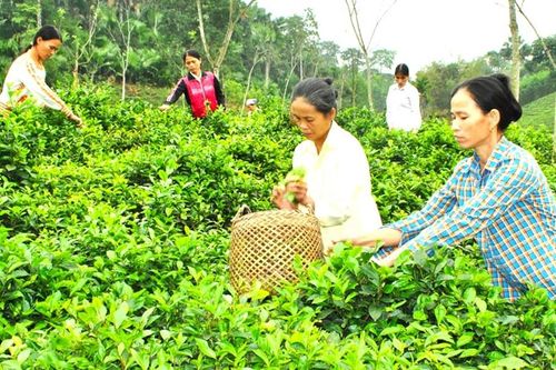Đề xuất nhiều chính sách miễn thuế sử dụng đất nông nghiệp có lợi cho người dân, tổ chức