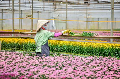 Chủ chuỗi bán hoa Dalat Hasfarm vừa chốt thương vụ hơn 4.600 tỷ