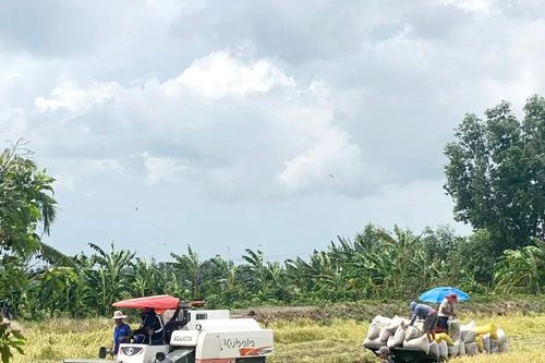 Vụ lúa hè thu ở ĐBSCL: Huề vốn là mừng!