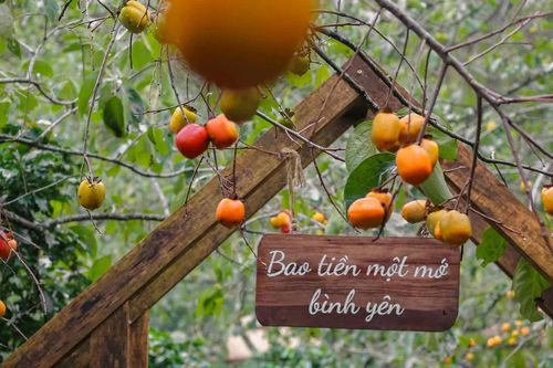 'Săn' mùa hồng Đà Lạt, chọn tour nào hợp túi tiền?