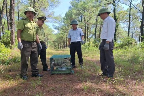 Xử phạt 2 trường hợp mua bán chim chào mào để phóng sinh