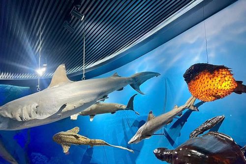 Tận thấy 'đại dương kỳ bí' ở Nha Trang