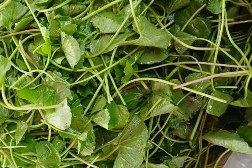 6 công dụng đưa rau má trở thành 'nhân sâm đất'