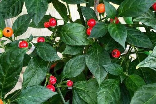 Loại quả đắt đỏ bậc nhất thế giới, 900 triệu đồng/kg, ở Việt Nam có người trồng thành công