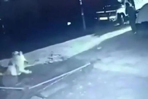 CLIP: Thấy sư tử tấn công bò nhà, người đàn ông liều mình ra xua đuổi kẻ đi săn và cái kết 'thót tim