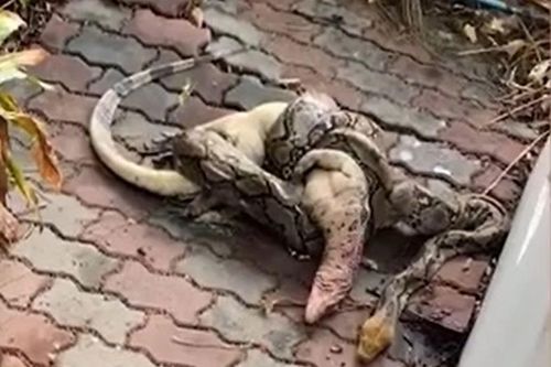 CLIP: Người phụ nữ bàng hoàng thấy trăn dài 3 mét nuốt thằn lằn khổng lồ ngay sau vườn nhà