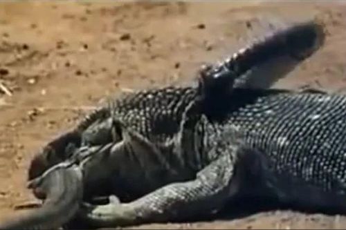 CLIP: Rắn hổ mang chúa liều mình đối đầu rồng Komodo và cái kết nghiệt ngã