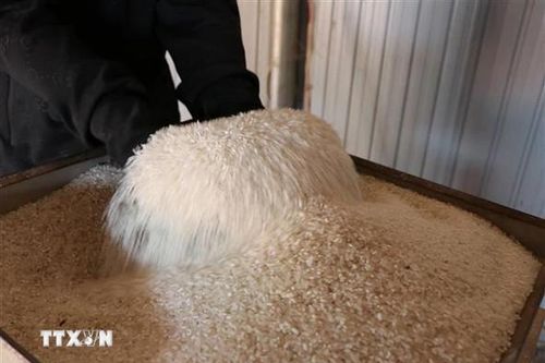 Giá gạo tại Hàn Quốc tăng vọt