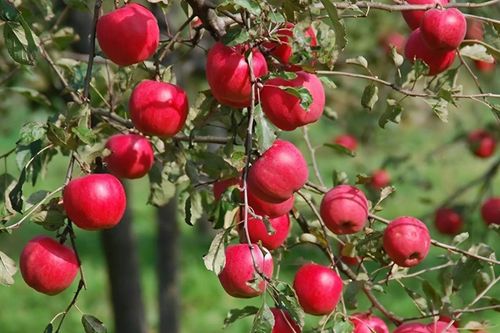 Loại quả được đánh giá tốt nhất thế giới, ở chợ Việt bán rất rẻ, gặp phải mua ngay