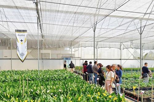 Nhiều cửa hàng ở Lâm Đồng bất ngờ vì hạn chế tặng hoa