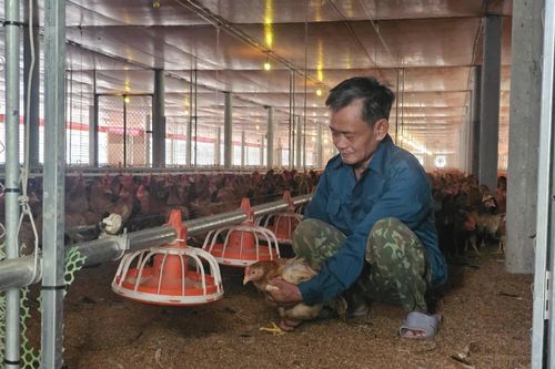Lão nông làm giàu từ trang trại gà