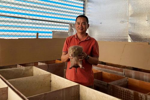 Nuôi dúi giúp nhiều hộ dân Thái Nguyện thoát nghèo, làm giàu