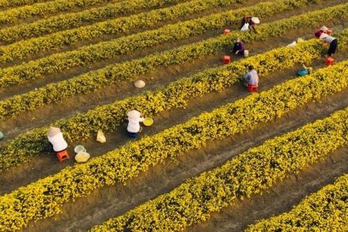 'Thẻ xanh' hữu cơ EU: Con đường mới cho HTX và những 'cú rẽ' bất ngờ