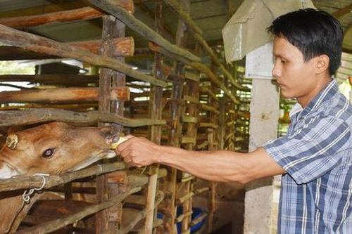 Chuỗi liên kết chăn nuôi và dược liệu mở cơ hội thoát nghèo cho người dân Đông Giang