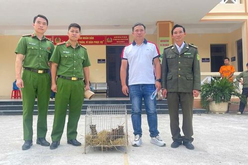 Bàn giao 3 cá thể mèo rừng quý hiếm cho Vườn quốc gia Hoàng Liên