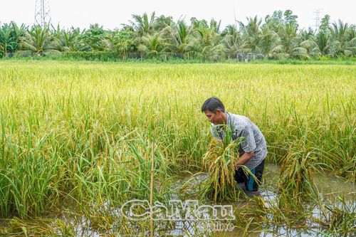 Nông dân gặp nhiều khó khăn vụ lúa hè thu